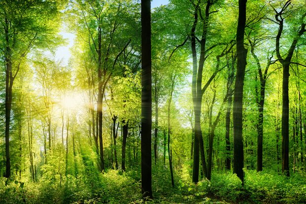 A panorama of trees with sunshine coming through at the edge of the wood